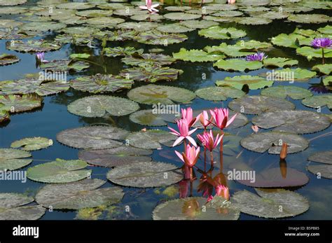 Pond 的图像结果