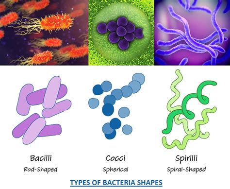 Why Bacteria and Fungi are called Decomposers? - Food Chain and Web