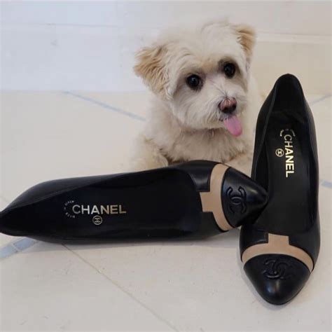 Oddly Obsessed: These Rich Dogs Of Instagram Are Living A More Lavish ...