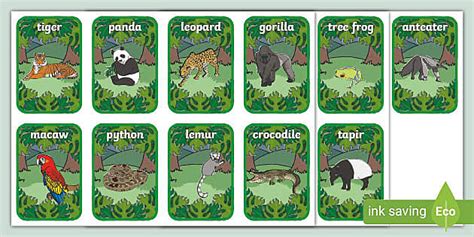 Jungle Flashcards (teacher made) - Twinkl