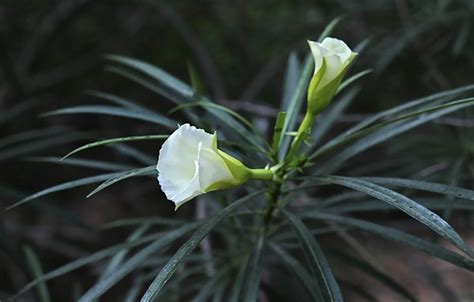 Purified Mind : spiritual meaning of flower by The Mother
