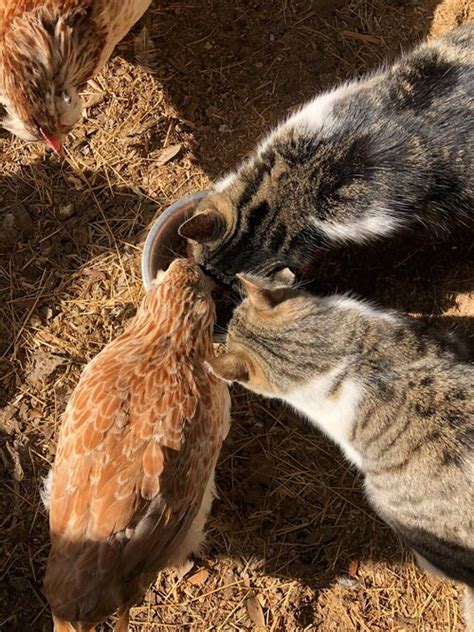 Image result for Working Cat Program