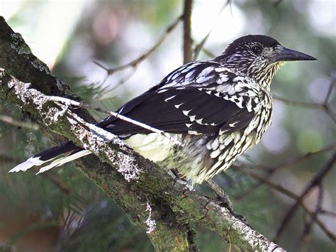 Kashmir Nutcracker (Large-spotted Nutcracker) - eBird