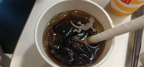 Dead Lizard Found In McDonald's Soft Drink In Ahmedabad