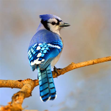 Top 20 Most Beautiful Colorful Birds in The World