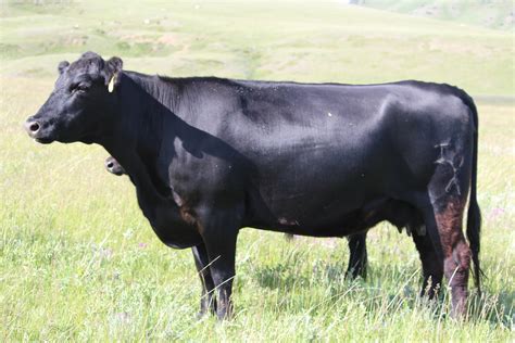 200 - Black Angus Cows - Montana