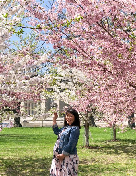 Let’s Explore! Where to Find Cherry Blossoms in Chicago – Second City Mom