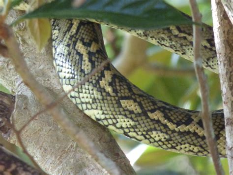 Image result for Eastern Carpet Python