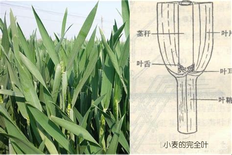 「麦」を使った名前、意味、画数、読み方、由来、成り立ちや名付けのポイント - 赤ちゃん命名・名前辞典 - ネムディク