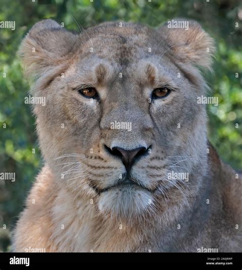 Asiatic Lion (panthera leo persica) female Stock Photo - Alamy