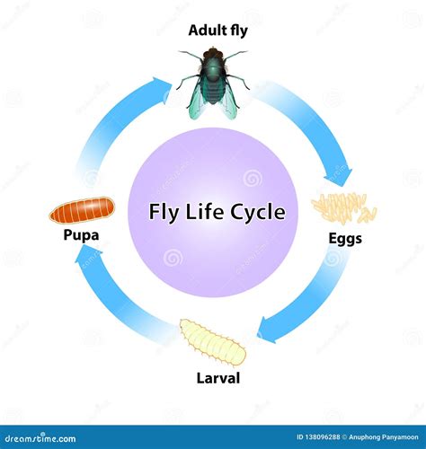 Fly Life Cycle Vector on White Background Stock Vector - Illustration ...