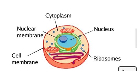 what is protoplasm ? the study of protoplasm is called - Brainly.in