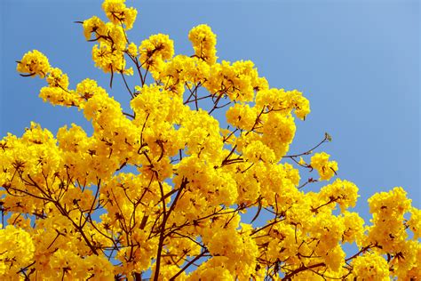 Tabebuia trees or yellow trumpet blooming in South Florida