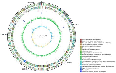 Arthrobacter woluwensis Bacteremia: A Clinical and Genomic Report
