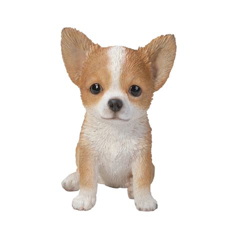 Light Brown And White Chihuahua Puppy