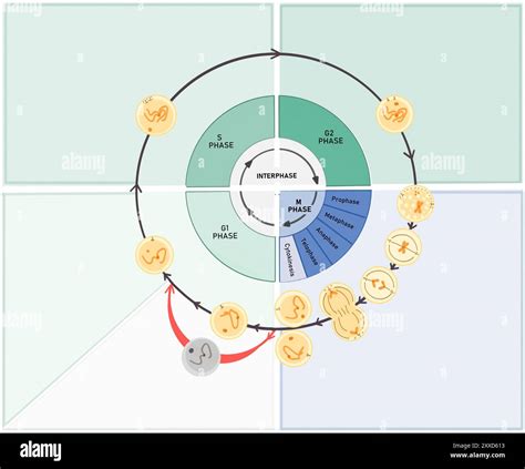 Cell cycle, illustration. The cell cycle is composed of interphase (G1 ...