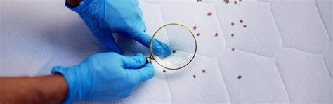 The Complete Guide to Keeping Bed Bugs Out of Your Mattress – Kurlon