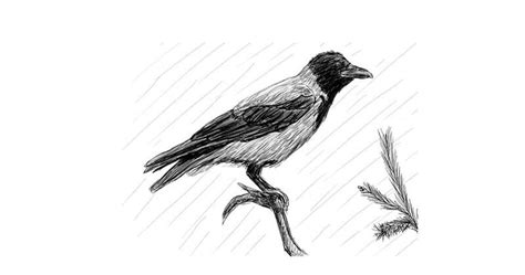 Image result for Crow Drawing Tutorial