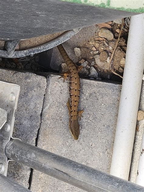 Snake with Legs : r/animalid