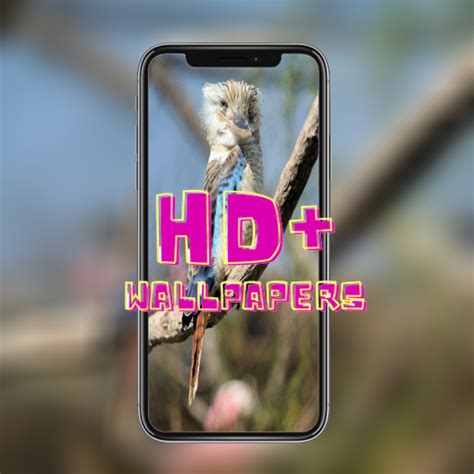 4K Kingfisher birds Wallpaper - App on Amazon Appstore