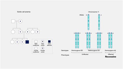 Image result for Recessive Allele Example