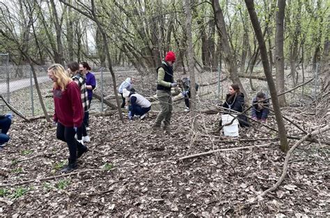 Garlic Mustard Pulling, Bay Beach Wildlife Sanctuary, Green Bay, May 19 ...