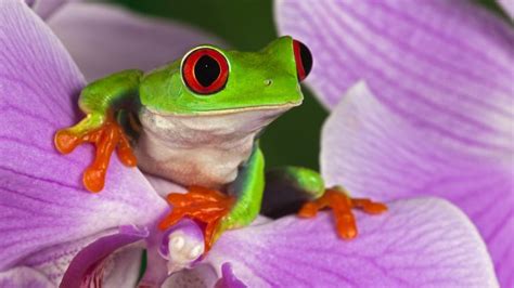 Tree Frog Desktop 的图像结果