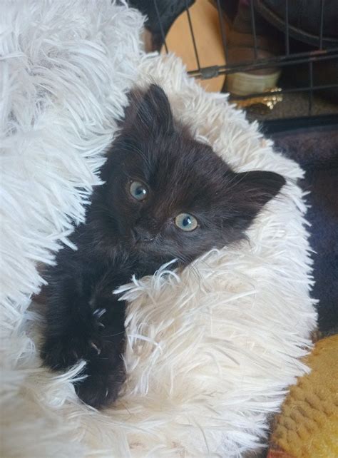 Open Doubles Fundraiser for PUSSN BOOTS Kitty Rescue, 11/35 Racecourse ...