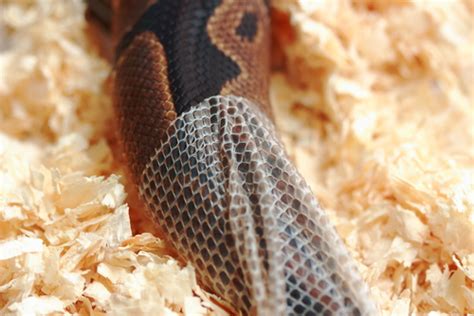 Image result for Dead Snakes Python