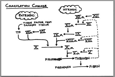 Image result for Coagulation Pathway Explained