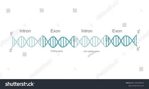 Image result for Coding Region