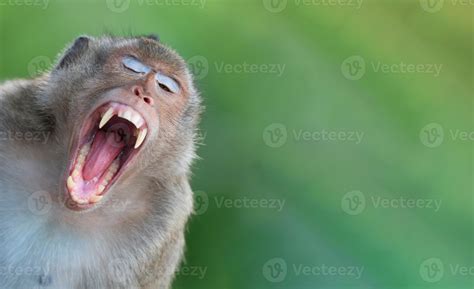 Asian Funny monkey yawning with its mouth wide open with teeth, canine ...