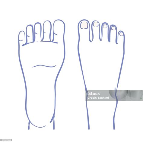 Illustration Of Instep And Sole Of Foot Stock Illustration - Download ...