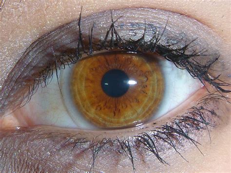 File:Light brown amber eye.JPG | Rare eye colors, Hazel colored eyes, Beautiful eyes color