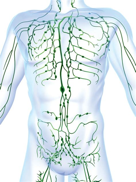 What is the lymphatic system? : Canadian Lymphedema Framework