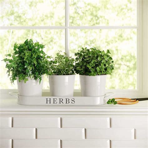 10 Best Herb Garden Planters and Kits of 2025 | Family Handyman