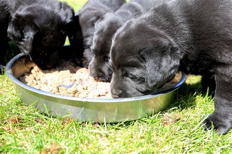 How do dogs taste food? | Websters Natural Dog Food