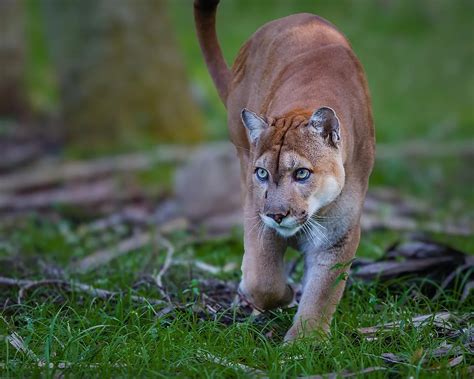 The 13 Deadliest Animals in Florida - WorldAtlas