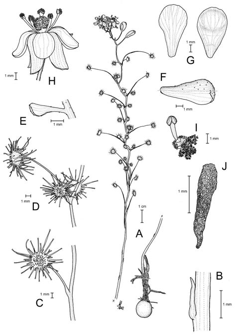 Small Leaves, Big Diversity: Citizen Science and Taxonomic Revision ...
