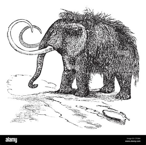 Woolly mammoth drawing hi-res stock photography and images - Alamy