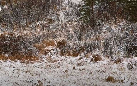 Optical Illusion: Can you spot a hidden wolf in the snow-laden forest ...