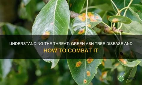 Image result for Mountain Ash Tree Problems