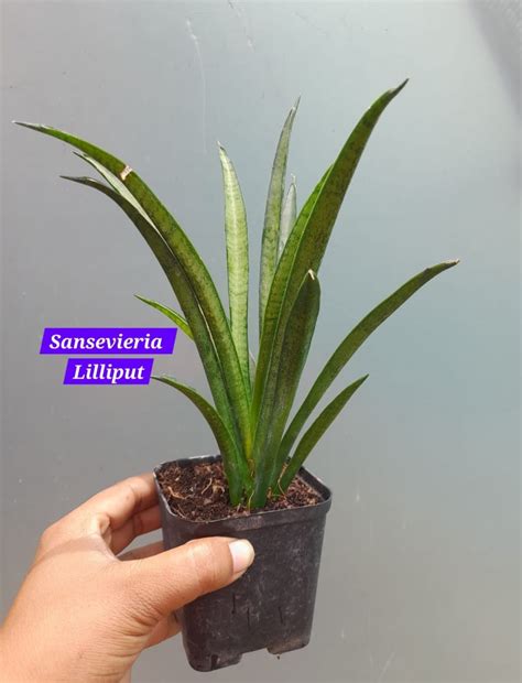 Sansevieria Lilliput – ASHIYANA STORE