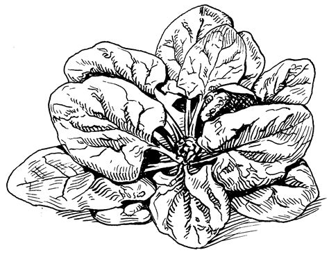 Water Spinach Drawing Easy at Jordan Old blog