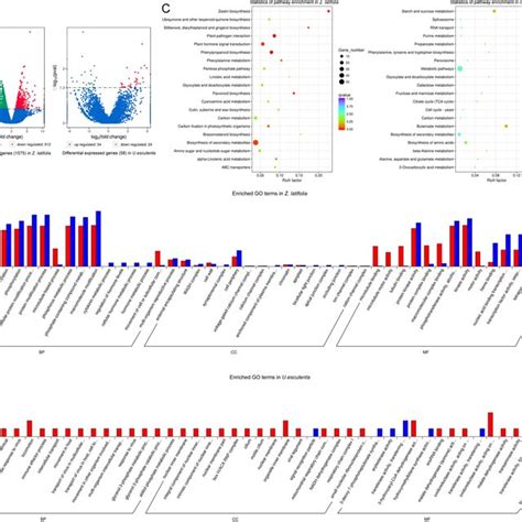 Volcano Plot Explained 的图像结果