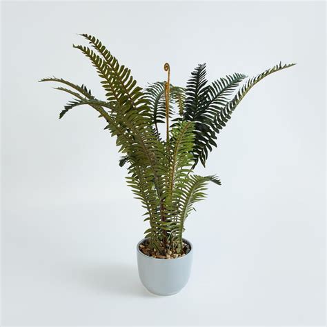 Buy Gardenia Fern Artificial Plant in Ceramic Pot from Home Centre at ...