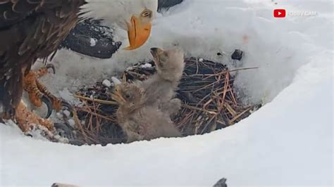 Missing bald eagle chick is likely dead, Friends of Big Bear Valley say ...