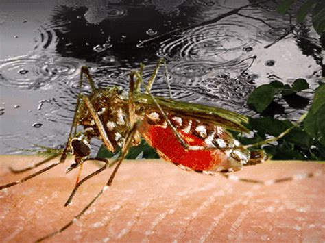 Dengue, malaria, chikungunya cases rise in Rajasthan despite cold ...
