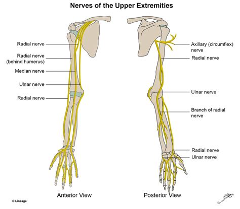 Lower Extremity Peripheral Nerve Map Peripheral nerve distribution of ...