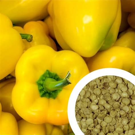Buy Imported Yellow Capsicum Seeds – High Yield Hybrid Variety